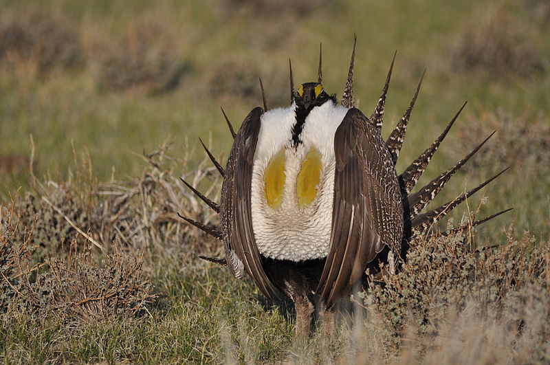 800px-Greater_Sage-Grouse_(8693297105)